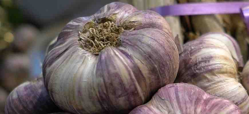ail, violet, cadours